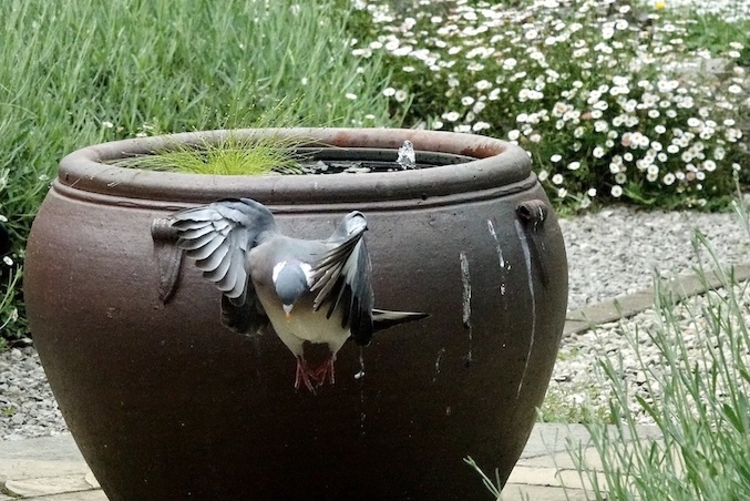 woodpigeon